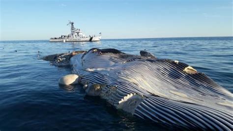 Atiende PROFEPA SEMAR Y CONANP Varamiento De Ballena Muerta En Baja