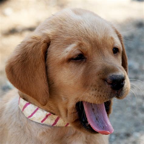 English Labrador Retrievers California Country Labs