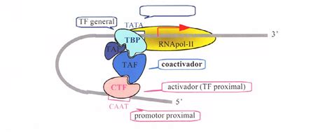 Regulación De La Transcripción Eucariota