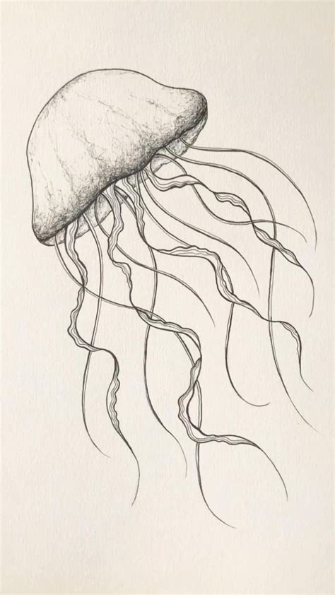 How to jellyfish drawing ocean animal illustration sea draw tattoo ...