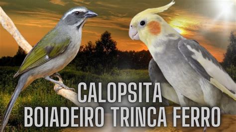 Ensine Sua Calopsita A Cantar Trinca Ferro Pixarro Boiadeiro