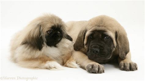 Dogs Pekingese And English Mastiff Pups Photo Wp13592