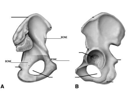 Pelvic Girdle Labeling Anatomy Diagram Quizlet