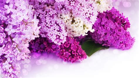 🔥 [70+] Purple Lilac Wallpapers | WallpaperSafari