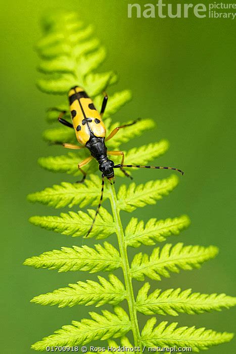 Stock Photo Of Spotted Longhorn Beetle Rutpela Maculata On Fern