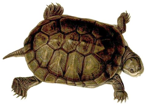 Tortuga De Escudo Descubre Todo Sobre Esta Especie De Tortuga Acu Tica