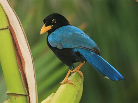 Yucatan Jay Cyanocorax Yucatanicus