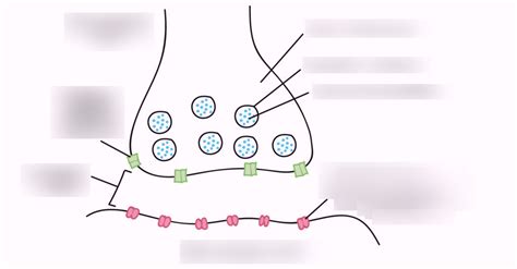 How Neurons Communicate Part 2 Unit 3 Diagram Quizlet