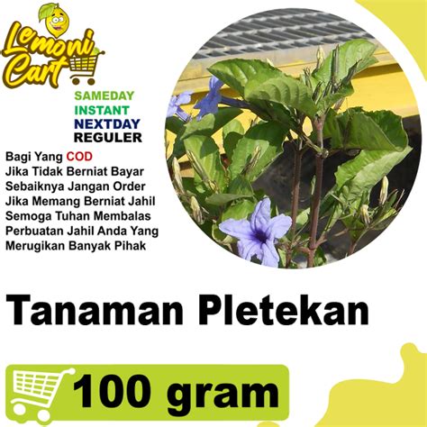 Jual Tanaman Pletekan Kencana Ungu Gram Shopee Indonesia