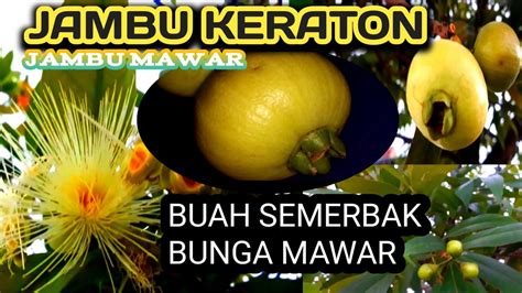 MENGENAL JAMBU MAWAR JAMBU AIR BUAH LANGKA JAMBU KERATON JAMBU WANGI