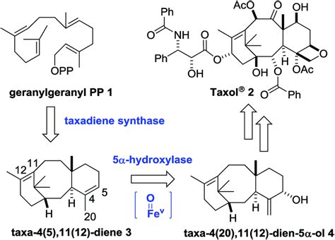 Biosynthesis Of Taxol® From Geranylgeranyl Pyrophosphate Via Taxadiene Download Scientific