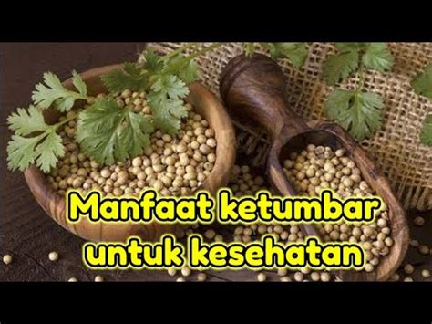 Manfaat Ketumbar Untuk Kesehatan Obatherbal Terapi Asamlambung Youtube