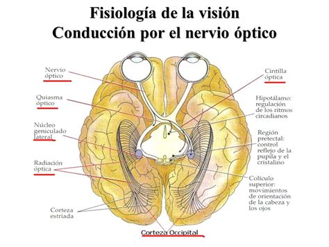 Nervio Óptico definición anatomía fisiología características y mucho más