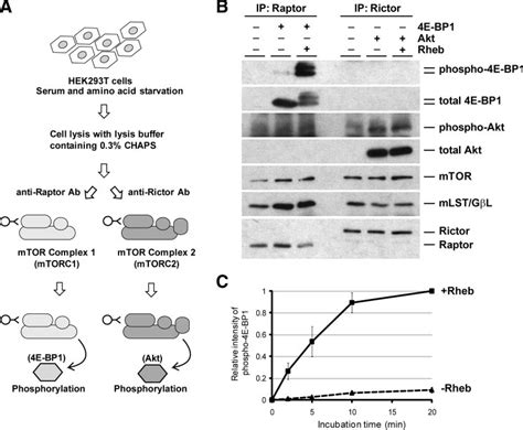 Recombinant Rheb Activates Mtorc But Not Mtorc In Vitro A A