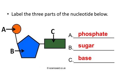 Draw And Label The Three Parts Of A Nucleotide Pensandpieces