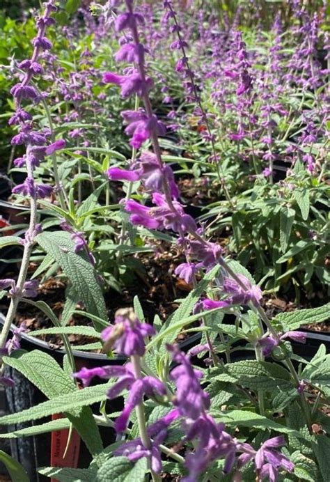 Salvia, Mexican | Florida Nursery Mart