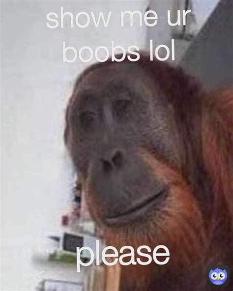 Show Me Ur Boobs Lol Please Godsraccoon Memes