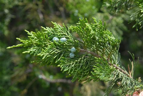 Juniperus Chinensis Mountbatten