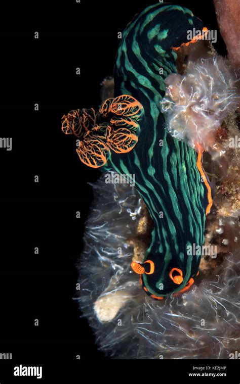 Nembrotha Kubaryana Nudibranch In North Sulawesi Indonesia Stock Photo