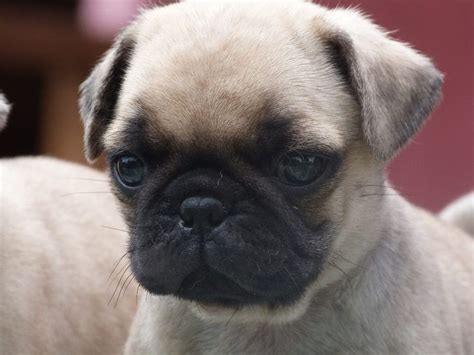 Perros Recien Nacidos Pug Buscar Con Google Pugs Pug