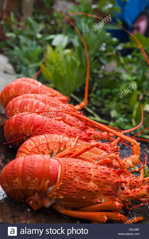 New Zealand Crayfish High Resolution Stock Photography and Images - Alamy