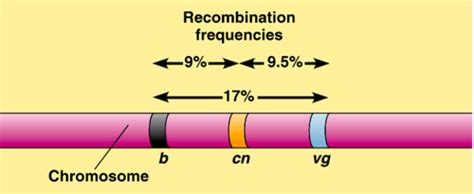 Genetics Chapter Chromosome Mapping In Eukaryotes Flashcards Quizlet