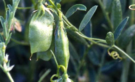 C Mo Germinar Y Cultivar Lentejas Trucos De Hogar