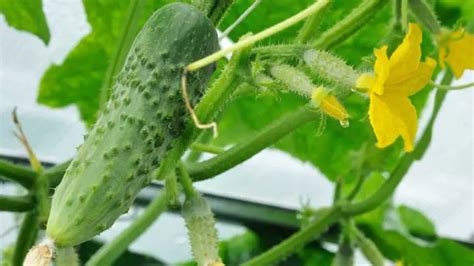 Do Burpless Cucumbers Need Pollination