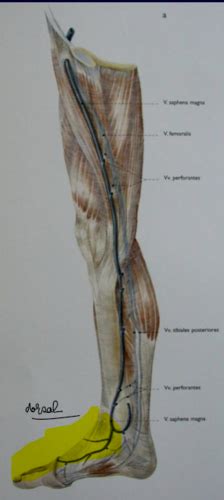 UE5 anat vascularisation du mi réseau veineux et lymphatique