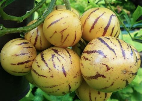 Pepino Gold - interesting fast growing fruit tree, nutritious fruit for ...