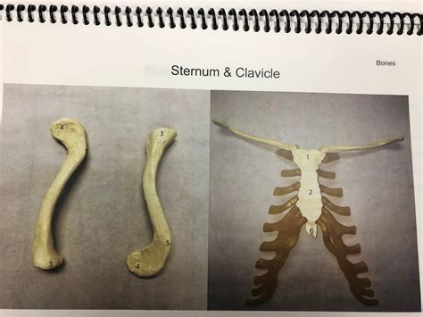 Sternum And Clavicle Diagram Quizlet