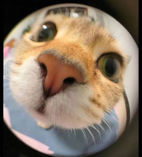 Round Icon Pfp Cute Cat Big Eyes Fish Eye Aesthetic Y K Profile Picture