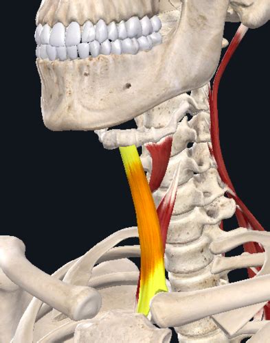 Extrinsic Laryngeal Muscles Of The Neck Infrahyoid Flashcards Quizlet