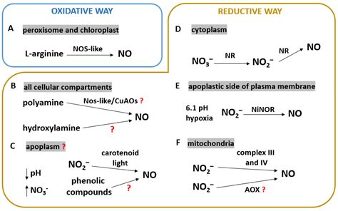 Biology Free Full Text Nitric Oxide In Plant Functioning Metabolism Signaling And