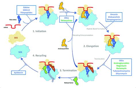 Overview Of Antibiotics That Target The 30s Ribosomal Subunit In