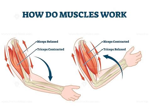 How Do Muscles Work Labeled Principle Explanation Scheme Vector