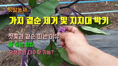 텃밭농사 가지곁순제거방법 가지첫꽃따기 가지키우기 가지지지대 박기 줄묶기 Youtube