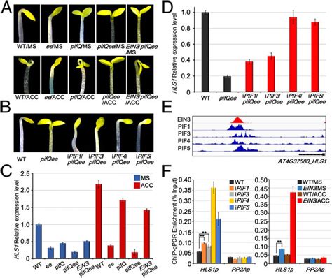 Apical Hook Formation Is Promoted By Pifs And Ein3eil1 Through