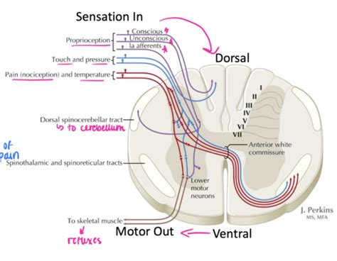 Somatosensory System Touch And Pressure Flashcards Quizlet