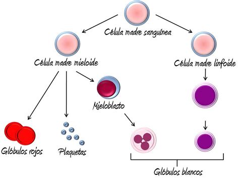 Biologia Em Foco Tipos De C Lulas Sangu Neas