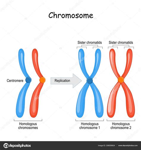 Chromosomes And Genes