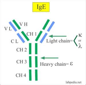 Immunoglobulin E IgE Labpedia Net