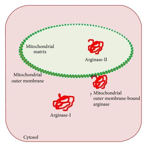 Illustration Of Presumed State Of Mitochondrial Membrane Bound Download Scientific Diagram