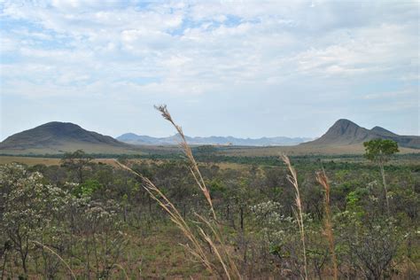 The Cerrado crisis: Brazil’s deforestation frontline | Global Witness