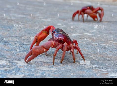 Red Crabs Gecarcoidea Natalis On The Move During Their Annual Migration Christmas Island