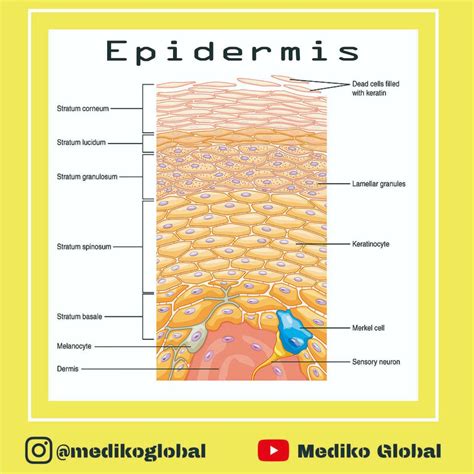 Pengantar Sistem Integumen Lapisan Kulit Lapisan Epidermis Belajar Fk