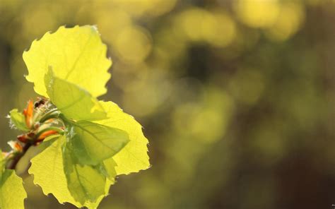 Wallpaper Sunlight Leaves Nature Plants Branch Insect Green Yellow Pollen Blossom