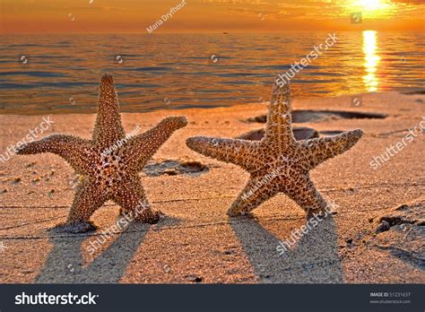 Pair Of Starfish On Sunset Beach Stock Photo 51231637 Shutterstock