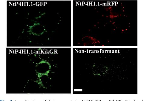 Figure 1 From Evidence That Proliferation Of Golgi Apparatus Depends On