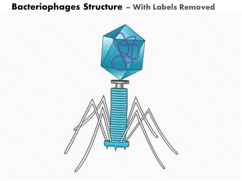 Bacteriophage Virus Structure